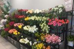 Gėlių parduotuvės verslo partneris (-ė) - 1