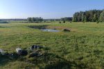 Parduodamas 3ha ekologinis šilauogių ūkis - 3